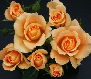 AMBER SWEET DREAM (patio)